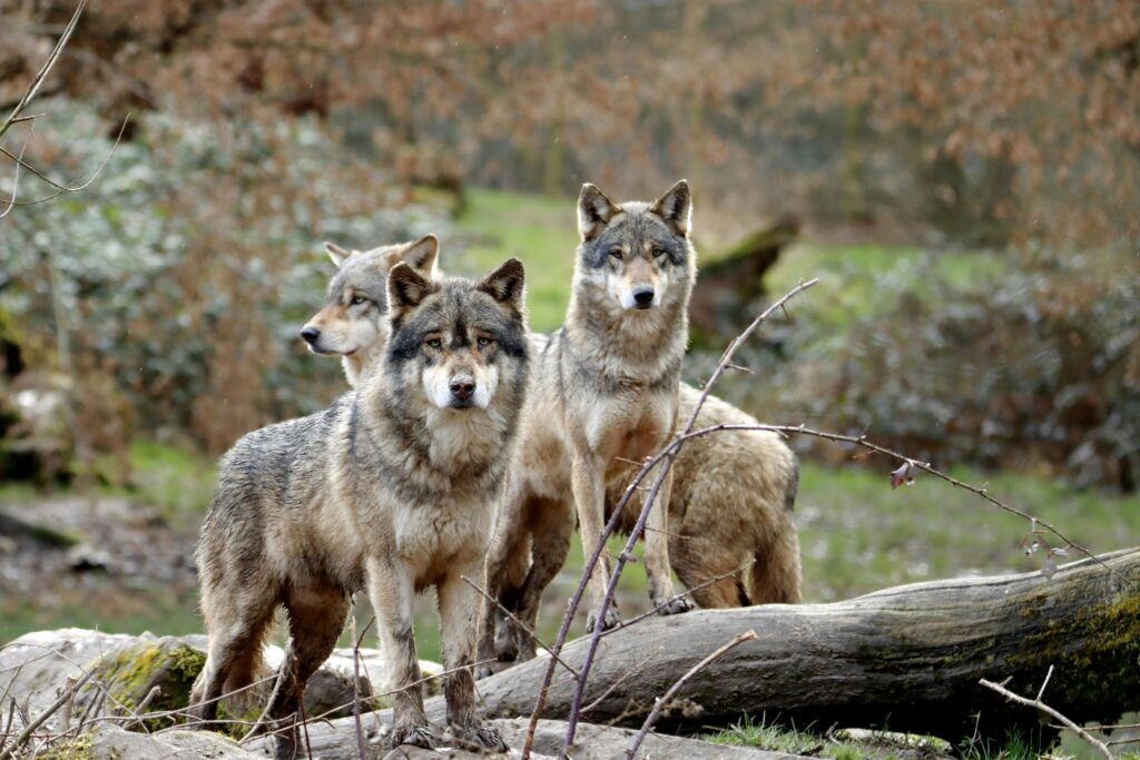 wolves living in a pack showing social structure