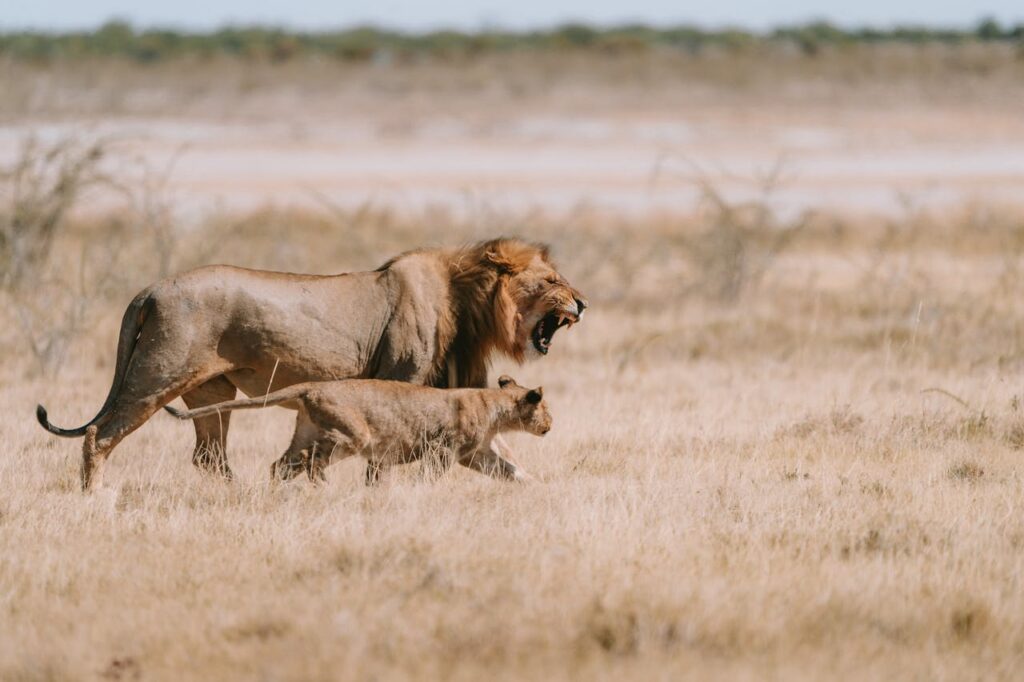 animal instinct survival strategies in the wild