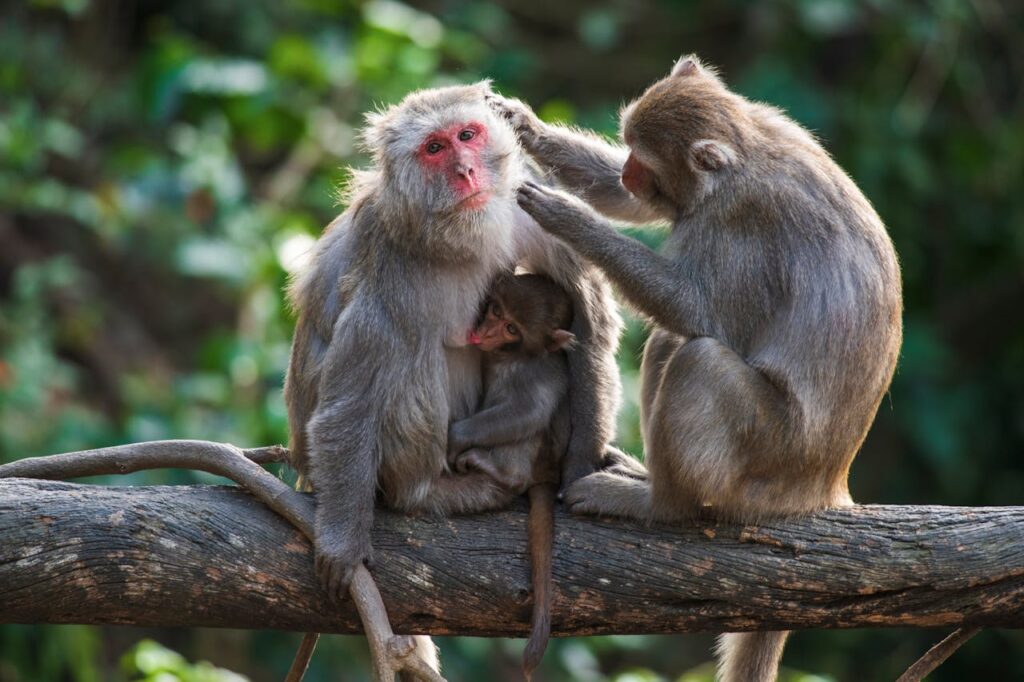 monkey grooming social behavior
