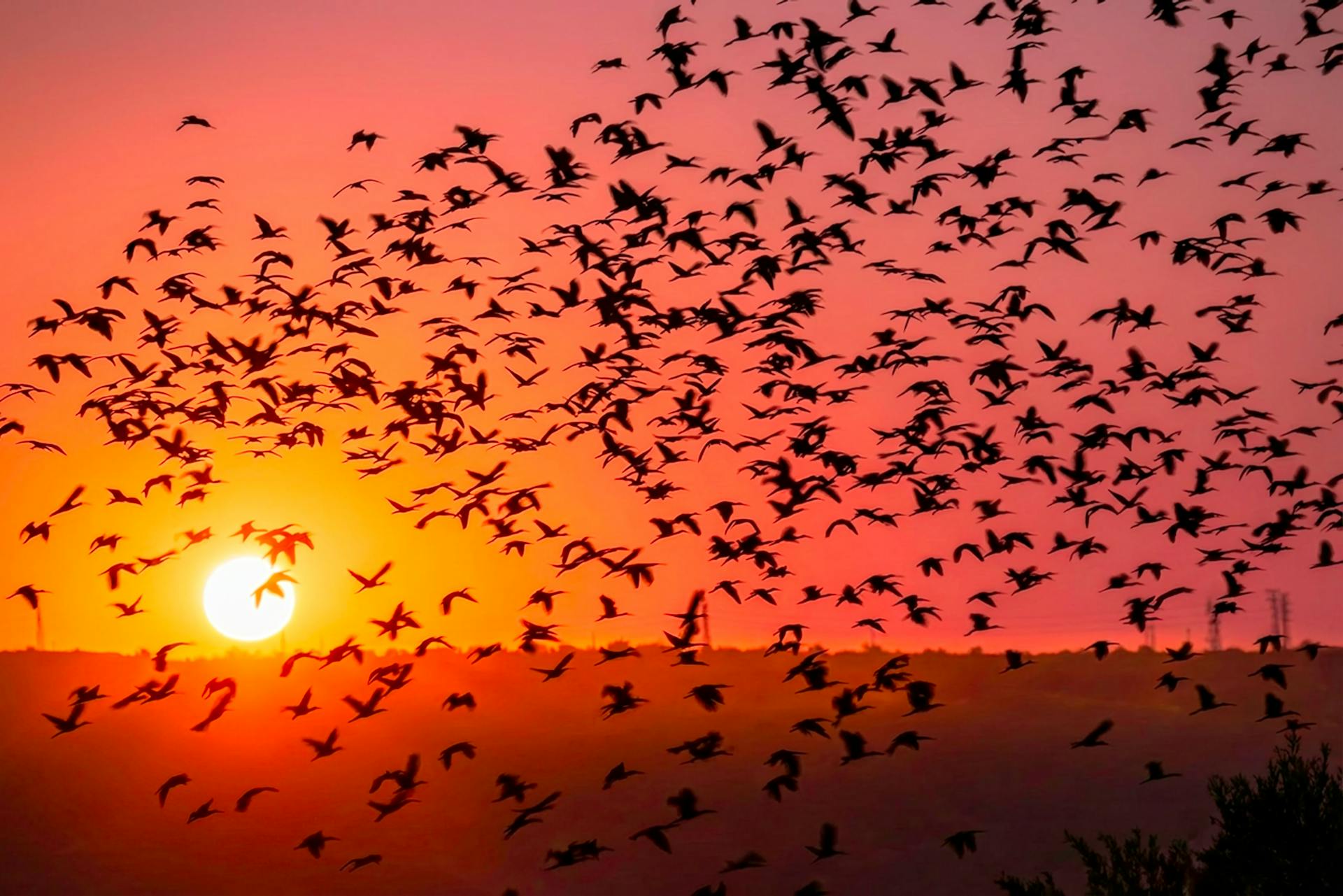 Animal Migration Patterns: 9 Secrets Behind Epic Journeys