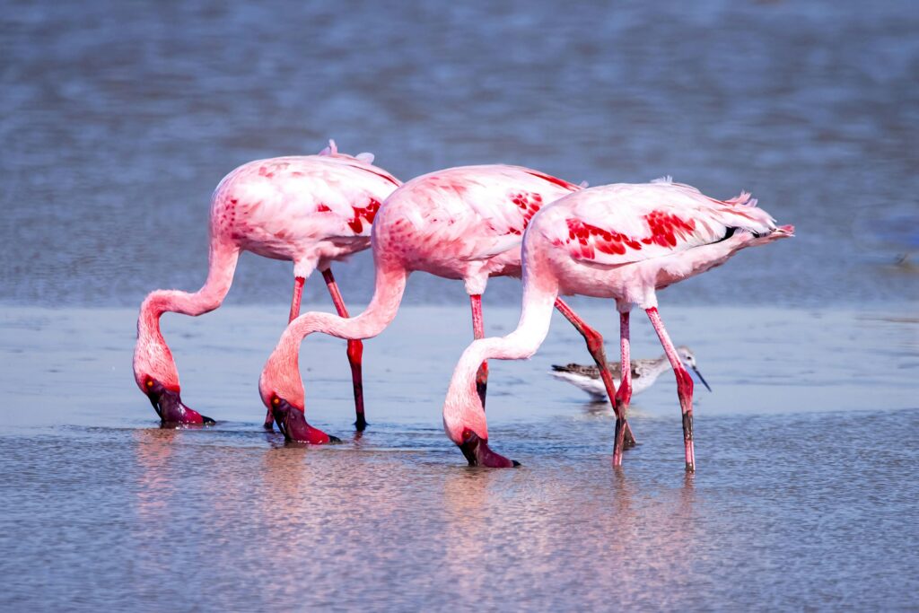 bird cooperation social intelligence hunting strategy