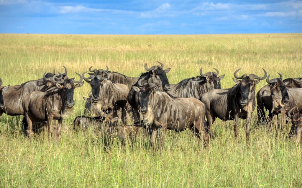 animal instinct survival strategies help wildlife avoid danger