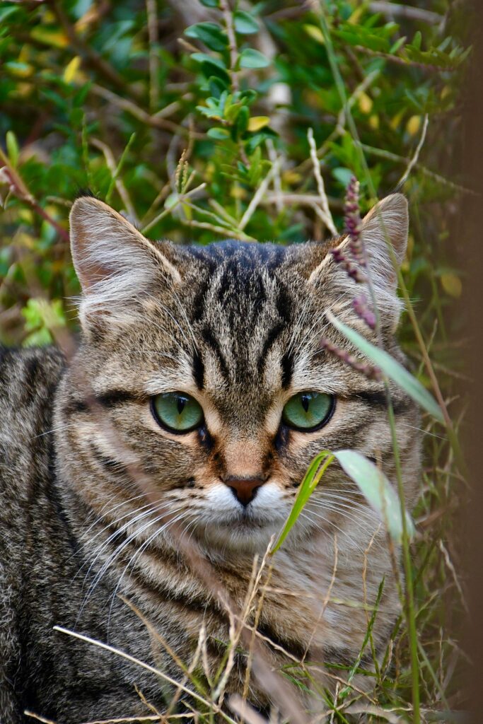 cat behavior close up in grass