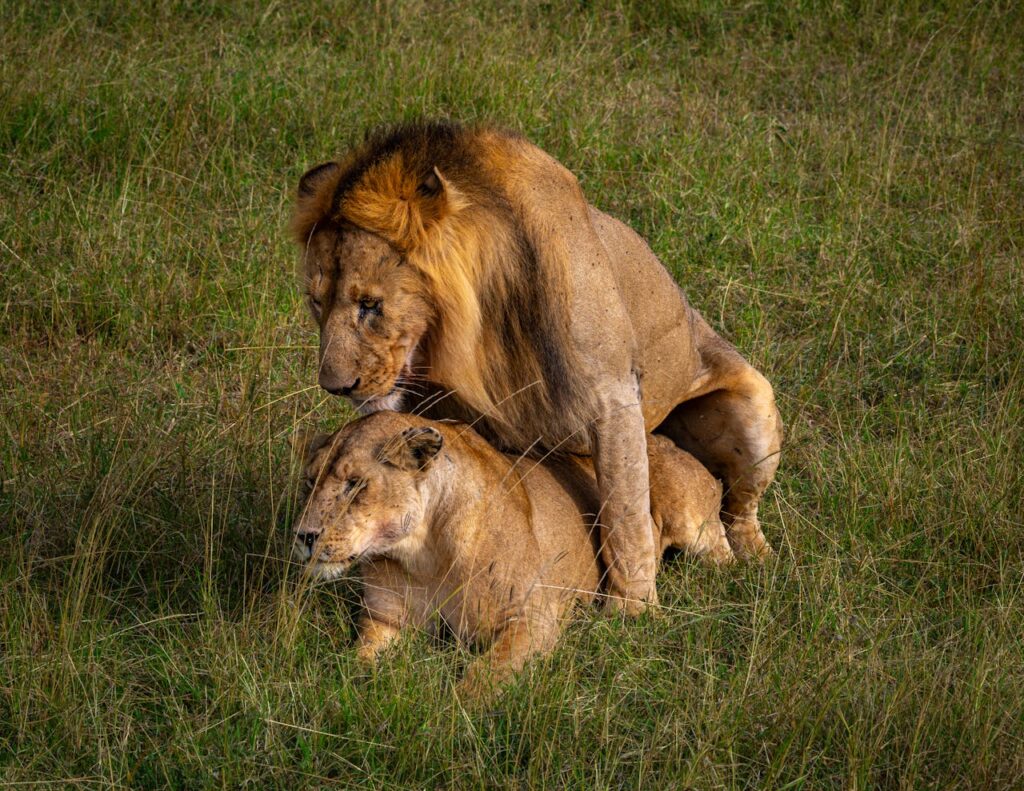 lions mating behavior in wildlife