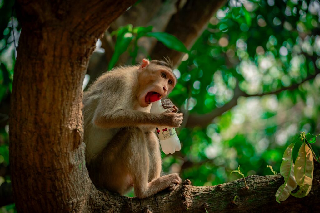 monkey problem solving tool use animal cognition