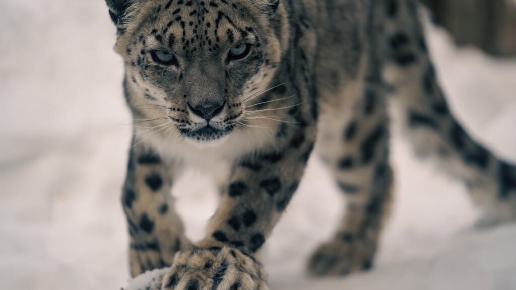 animal instinct survival strategies in wildlife