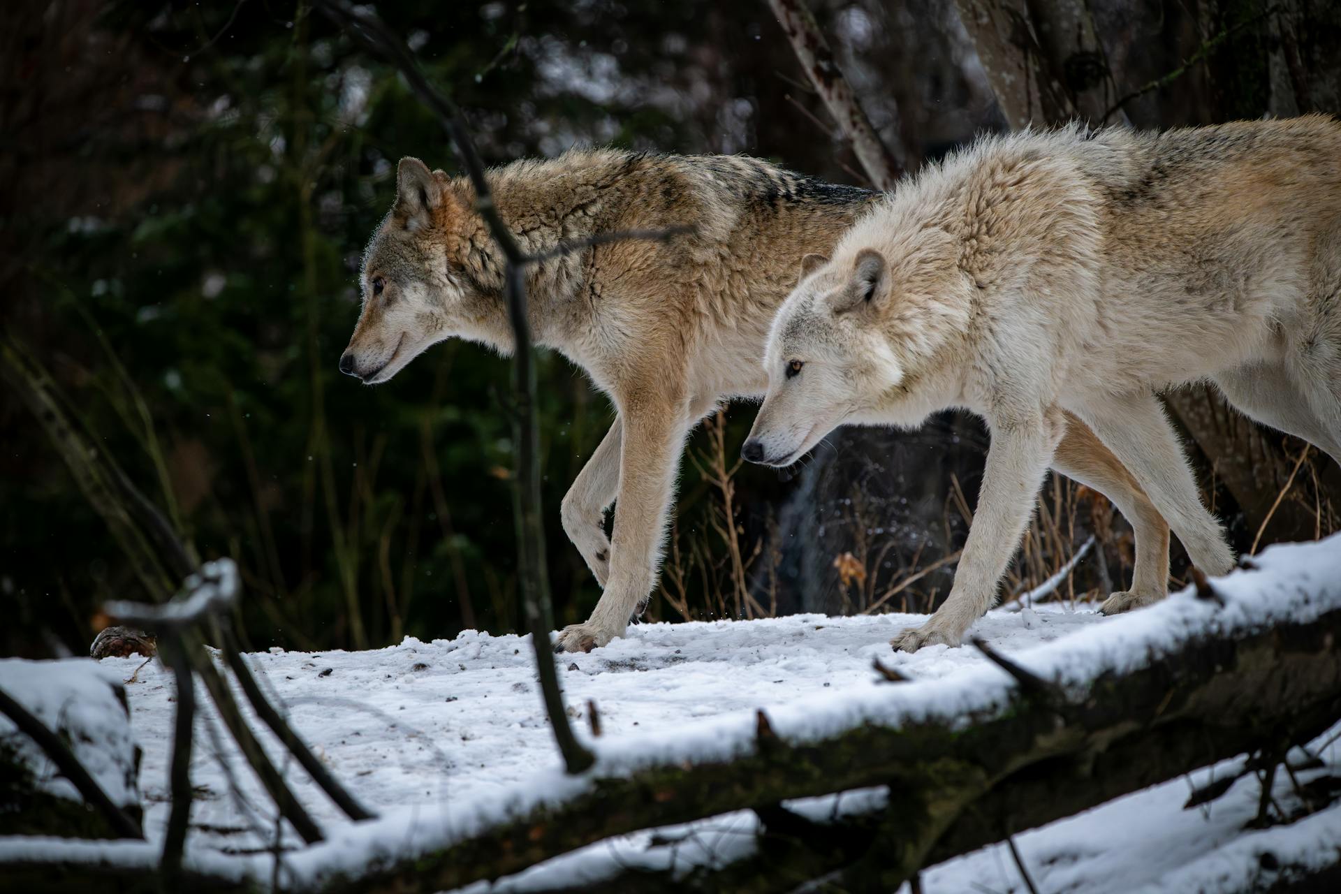 Unpacking the Social Structures of Wild Species